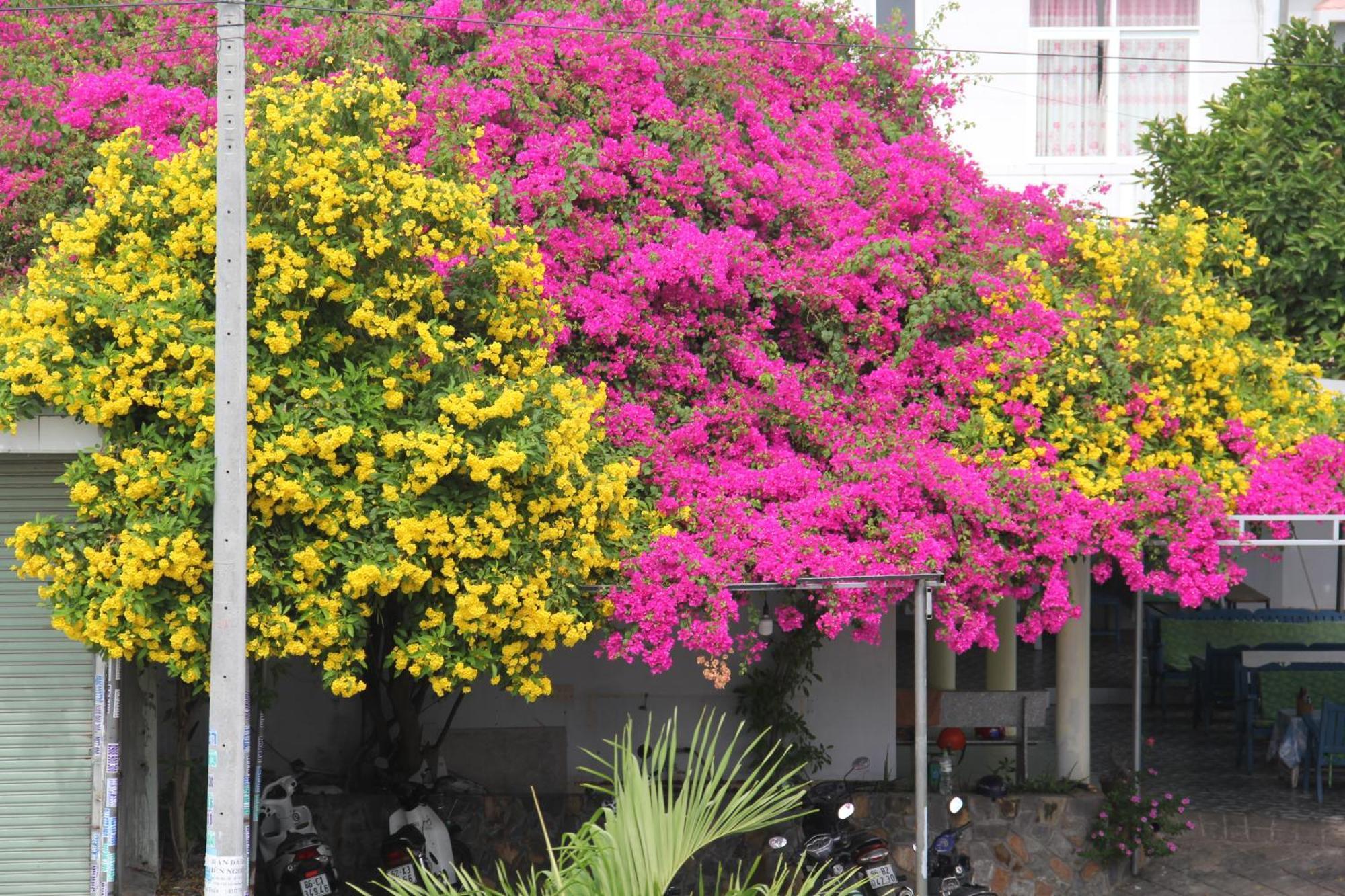 Ap Thien Phuoc Dynasty Muine Resort מראה חיצוני תמונה